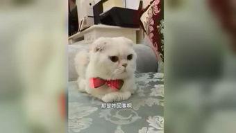 娱乐吃瓜君和刘二豆,揭秘娱乐圈背后的趣味故事